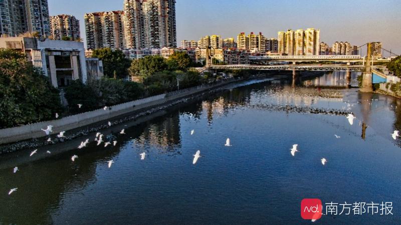 白云区石井河上重现消失多年的"漠漠水田飞白鹭"景象.云宣 供图