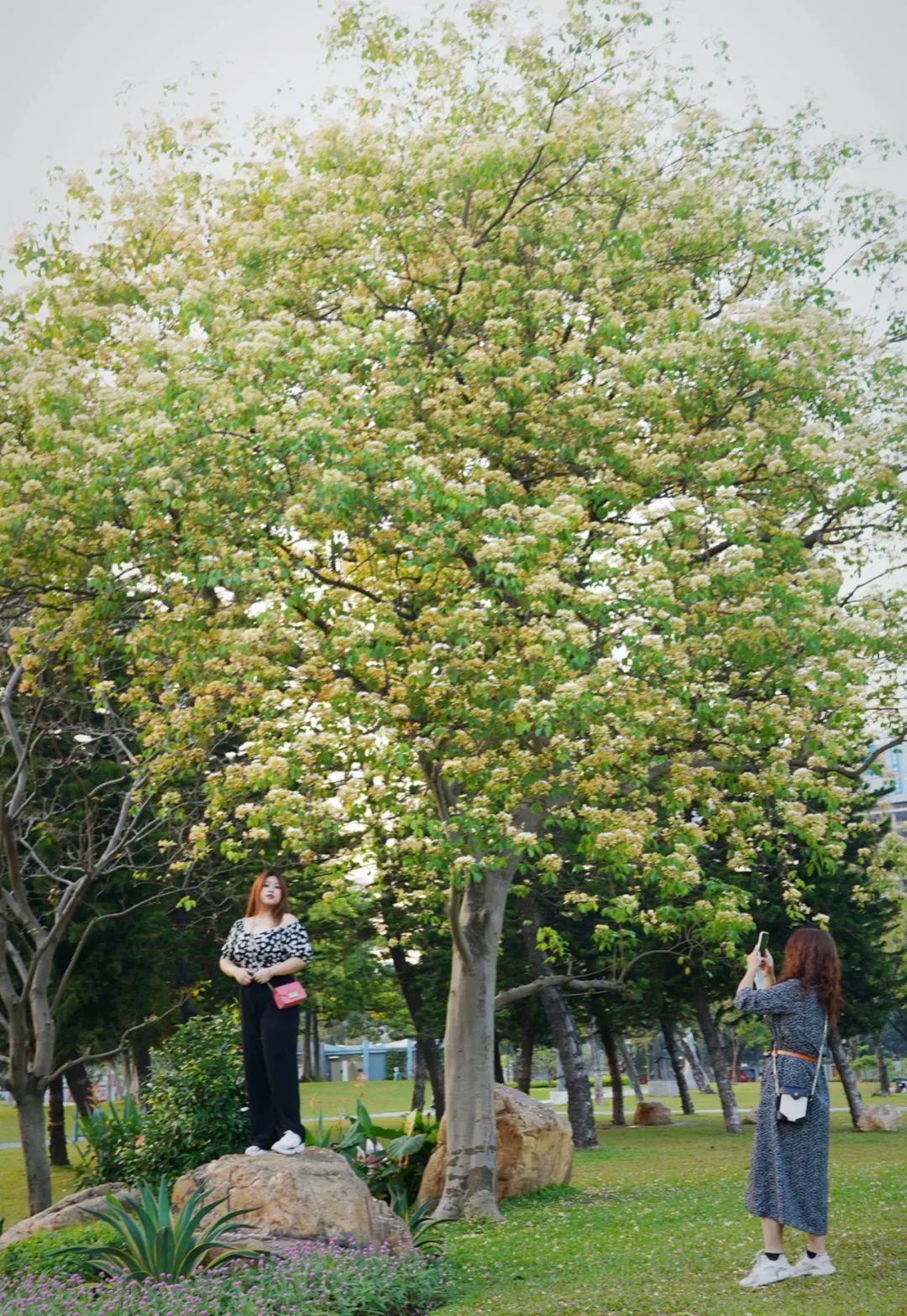 广州鱼木繁花满树艳丽夺目 最佳观赏期在4月底至5月初