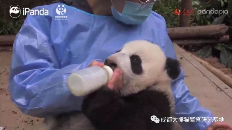 成都大熊猫幼崽顺顺溜溜病亡！出生仅7个月，严重过敏致器官衰竭