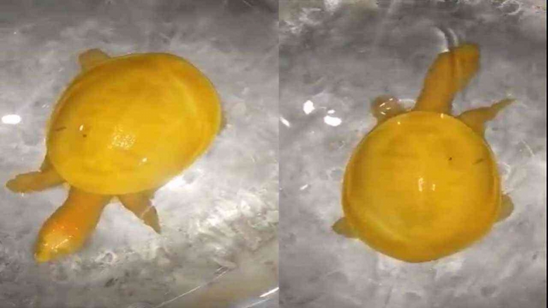 Rare-yellow-turtle.jpg