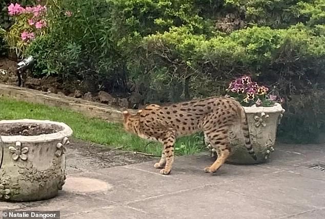 28832674-8676543-The_big_cat_pictured_here_sparked_panic_when_it_was_spotted_prow-a-1_1598697339508.jpg