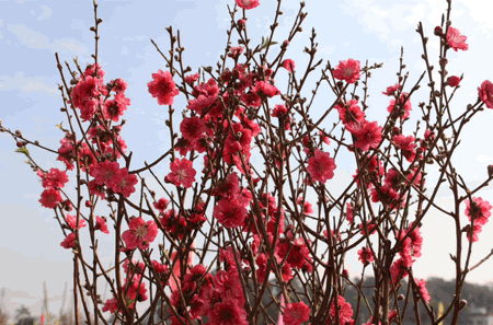 450x297_3d9c53b29778d5d2.jpg