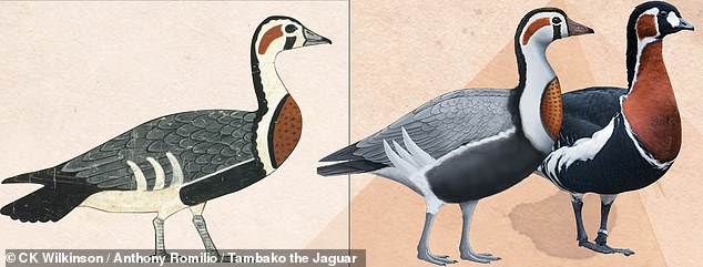 39706302-9294389-The_extinct_species_left_and_middle_had_red_black_and_white_mark-a-41_1614168029294.jpg