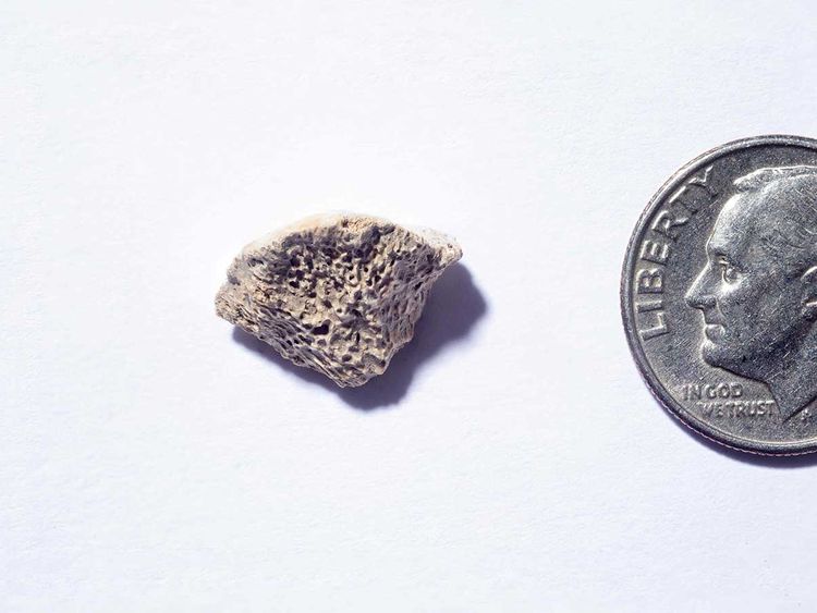 Dog-fragment-bone_177d4092642_large.jpg