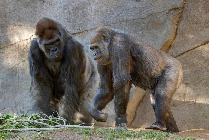 san-diego-zoo-gorillas-ap-mo-20210304_1614914050913_hpEmbed_3x2_992.jpg
