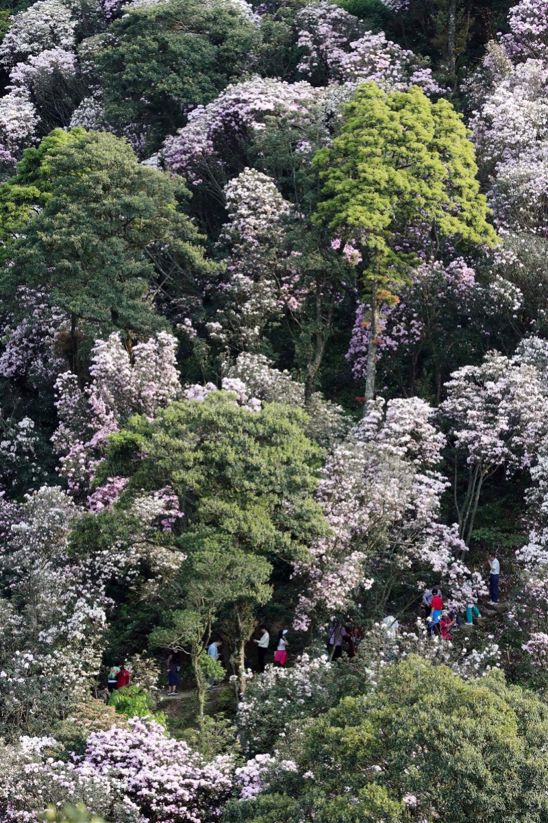 梧桐山毛棉杜鹃盛放错过了它就错过了深圳的春天