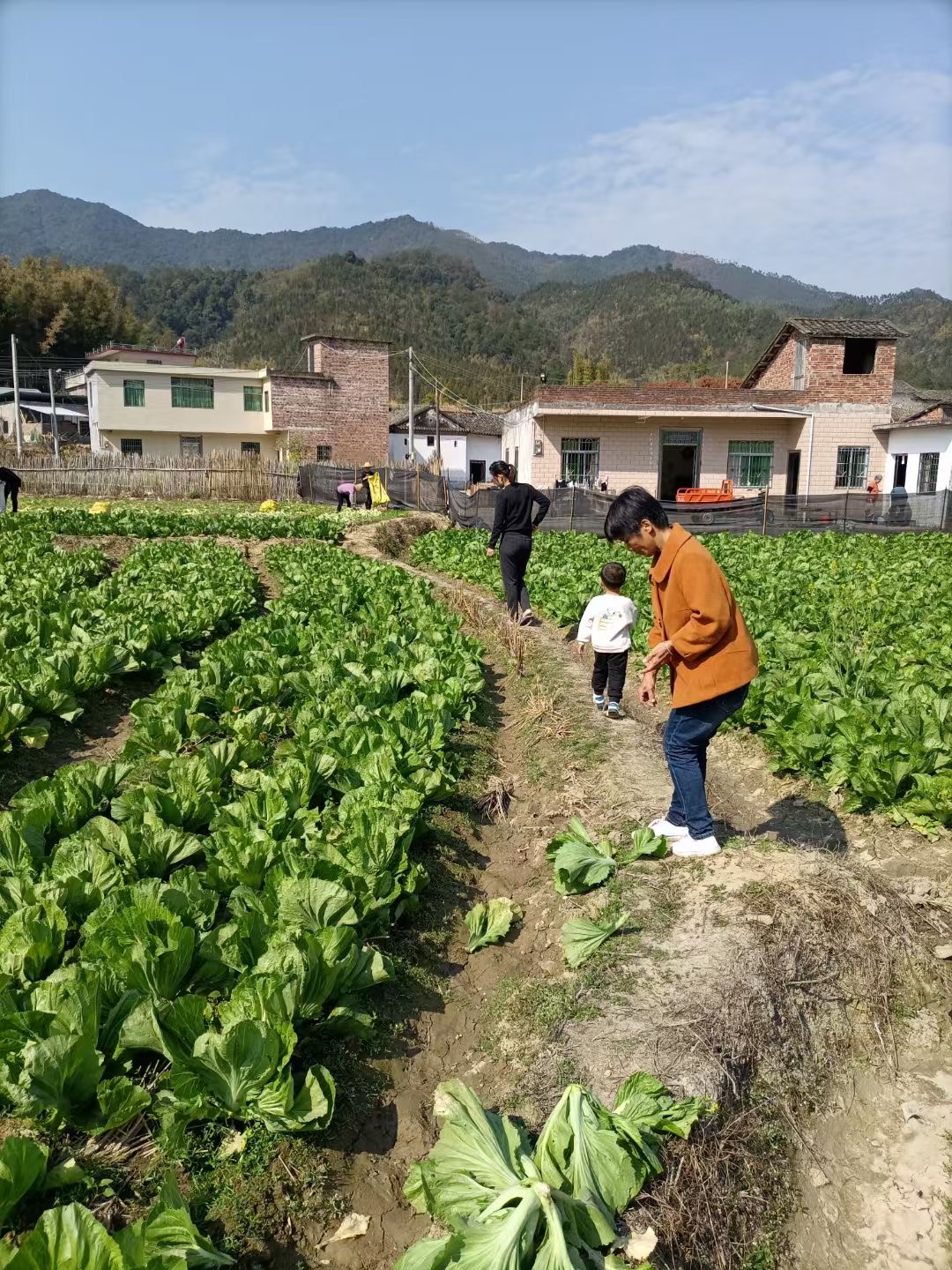 胡红军带领村民种植的包心芥菜。2.jpg