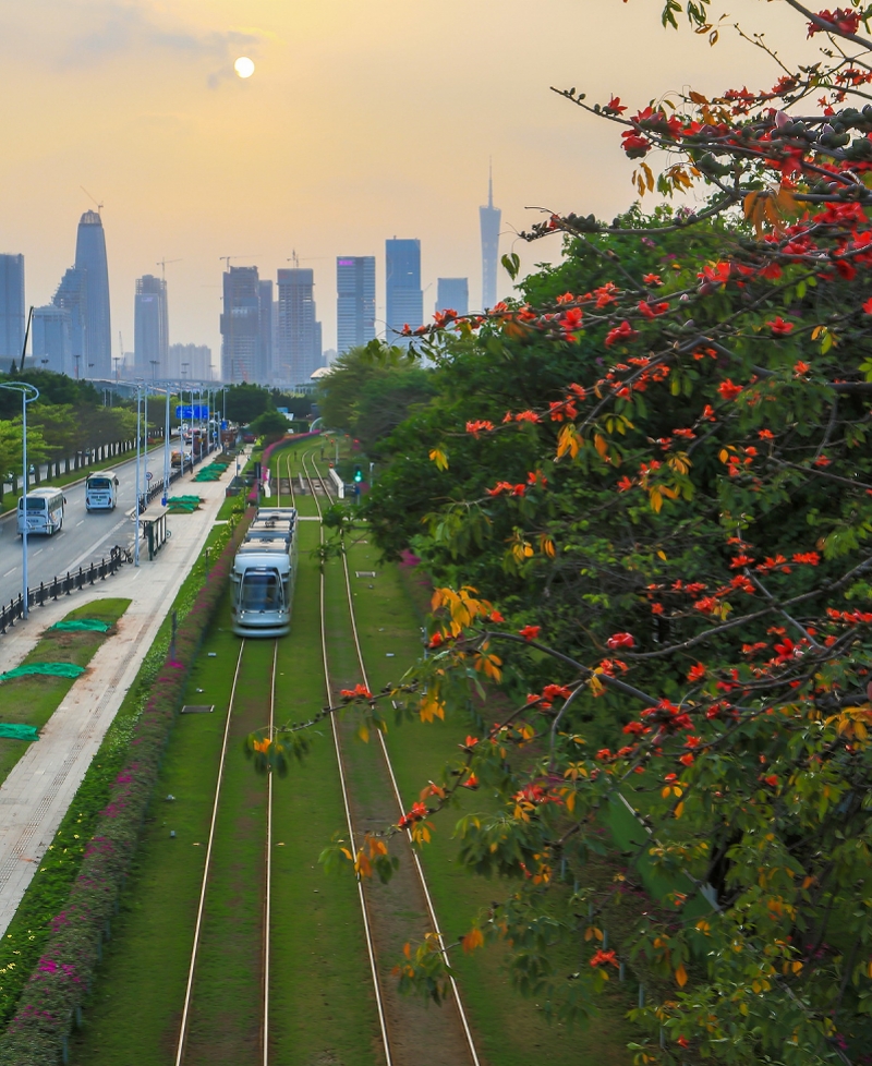 3月19日,广州阅江中路,有轨电车在夕阳下驶过.