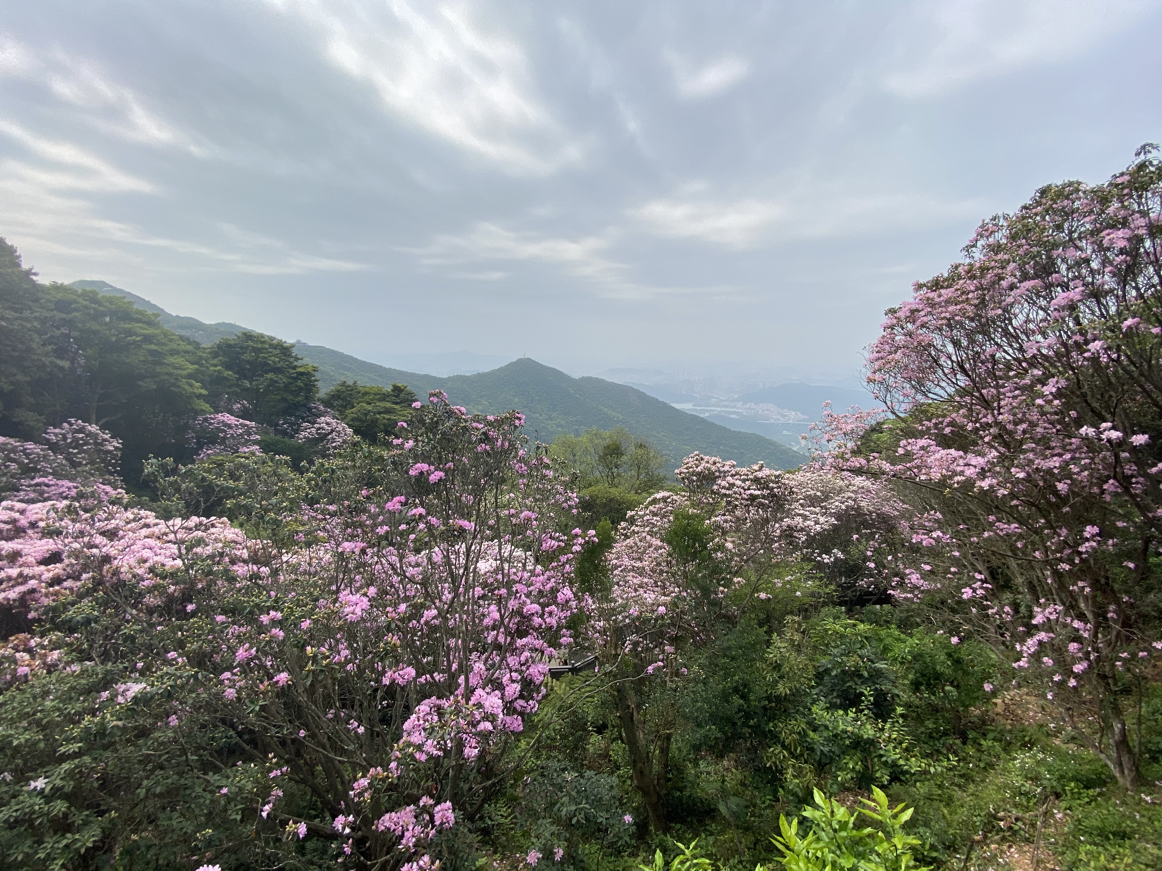 罗湖为抗疫医护人员设专场赏花,登梧桐山与毛棉杜鹃合影