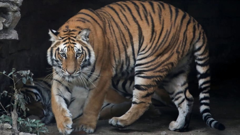 imagefile 2019-12-16T125139Z_1430765755_RC2CWD97M86Z_RTRMADP_3_NEPAL-ANIMALS_tfmhia.jpg