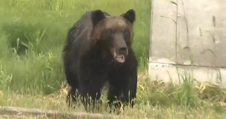 rampage-bear.jpg