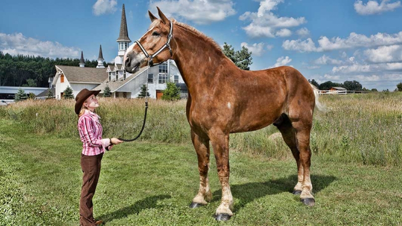世界最高马去世终年20岁,身高2.1米体重超1吨