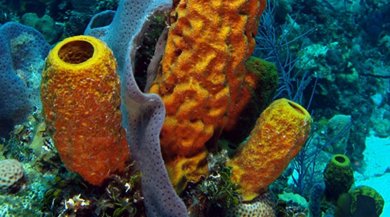 Aplysina_fistularis_Yellow_tube_sponge.jpg