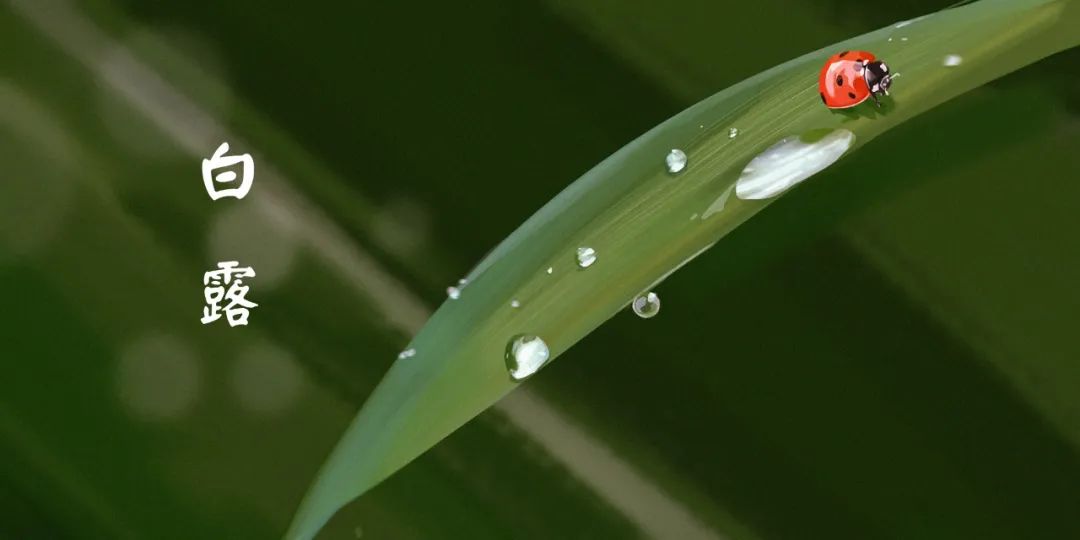 1080x540_a2875b04d645920e.jpg