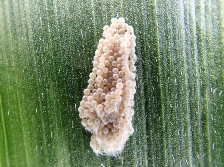 與草地貪夜蛾展開糧食爭奪戰,廣東科學家正在策動一場生物大戰