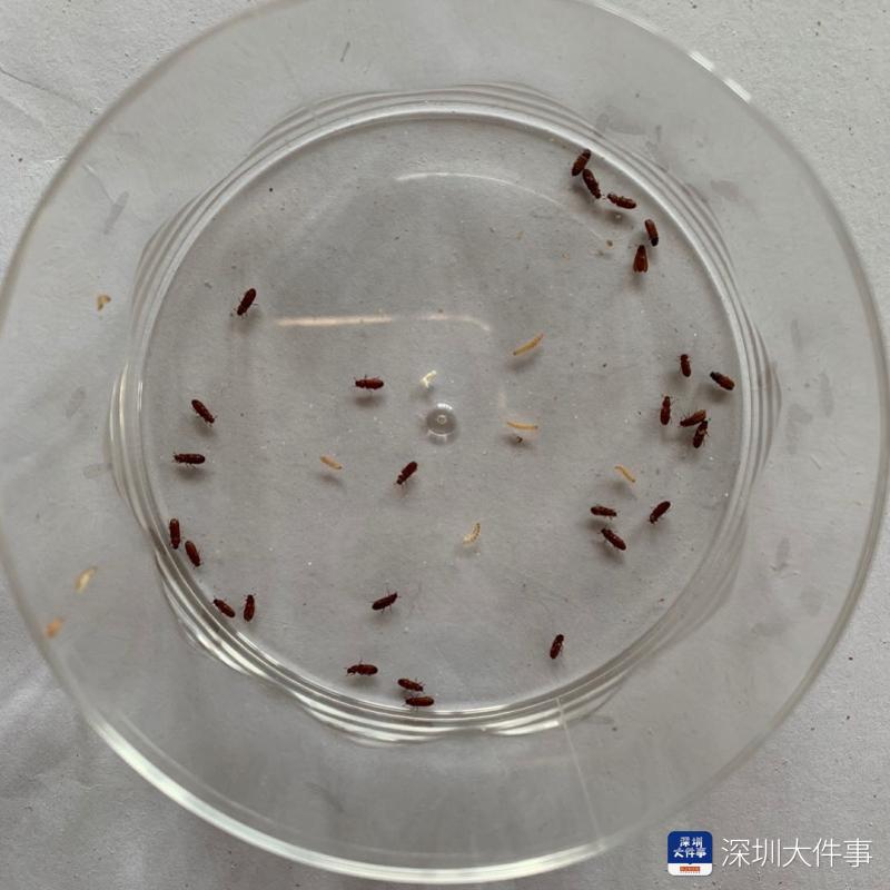 深圳男子超市购进口麦片,称打开见数十只小虫在爬,市监部门介入