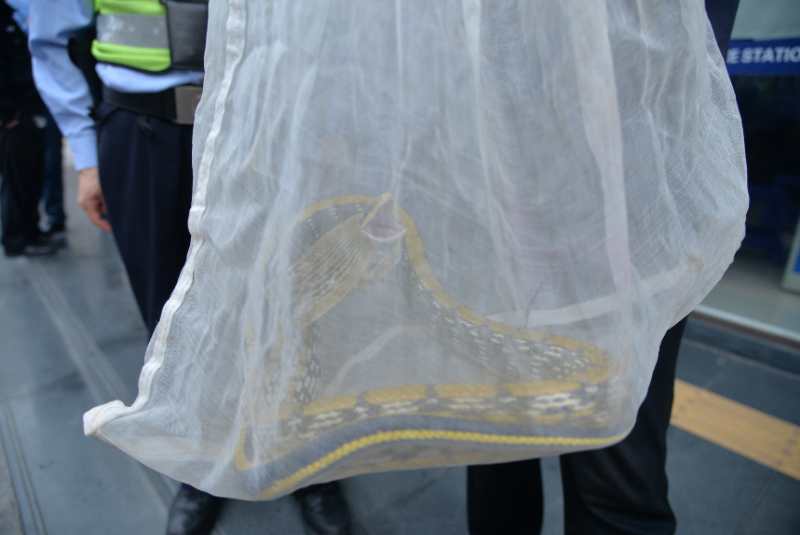 佛山一小区惊现2米长的黄金锦蛇,市民外出活动要注意这点!