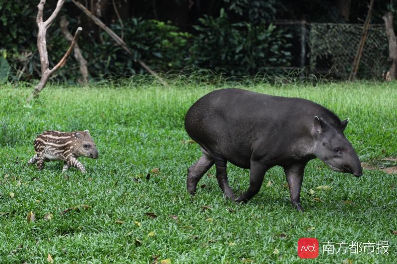 南美洲珍稀动物宝宝满月,长隆揭示巴西貘保育秘诀
