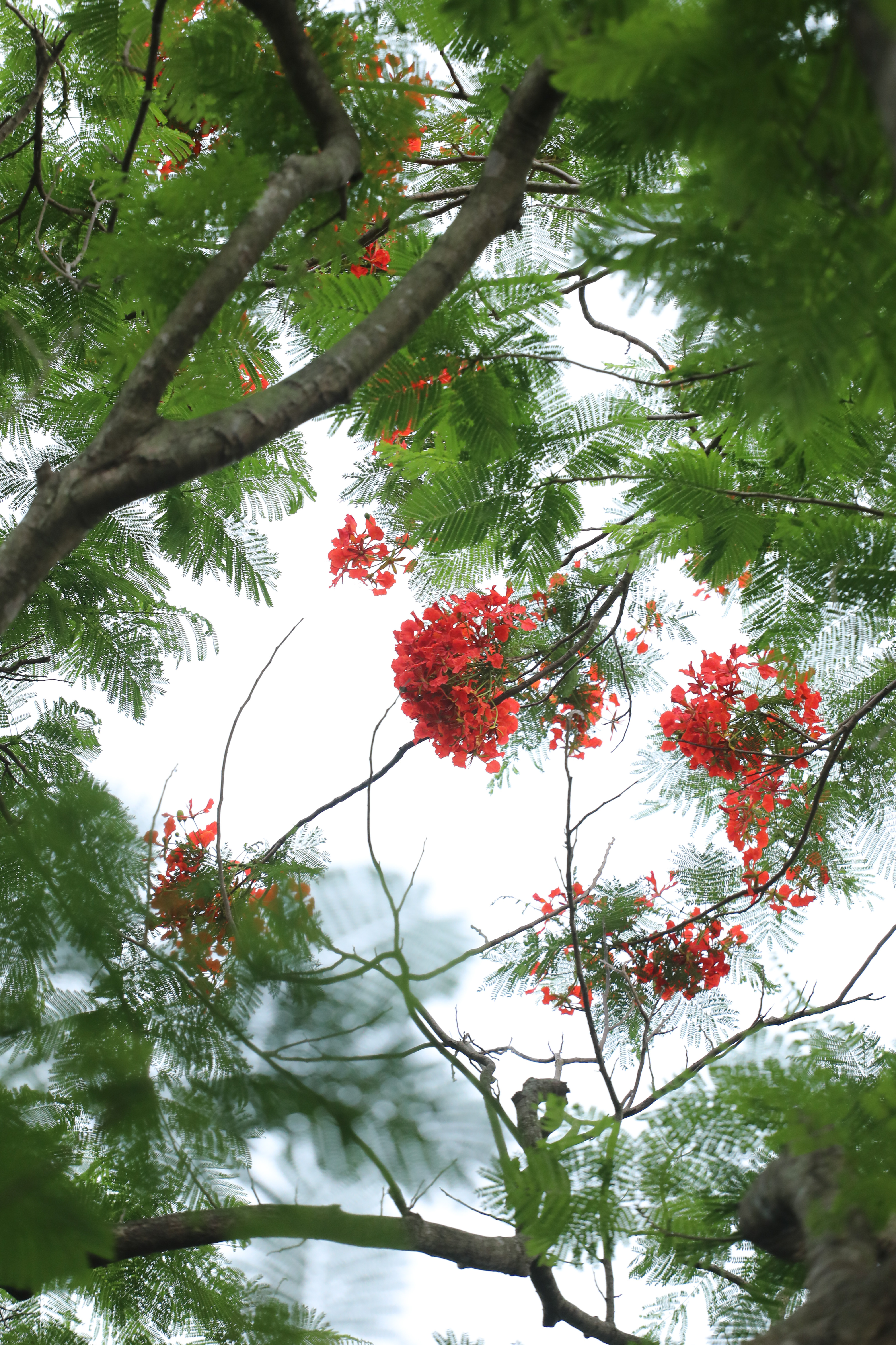 凤凰花开,东湖"红了"! _深圳24小时_深新闻_奥一网