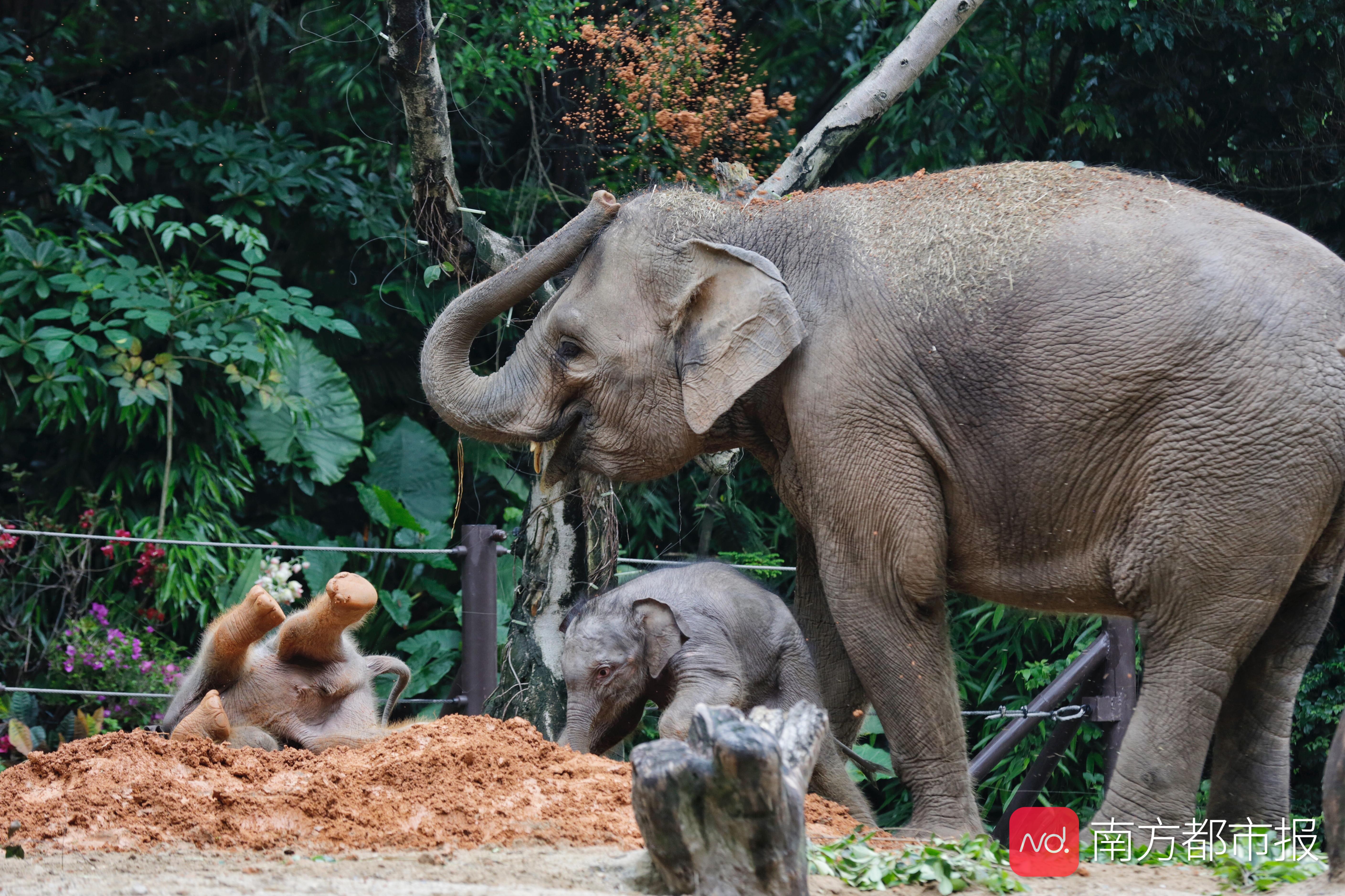 "巨婴象"出生体重已达108公斤,蠢萌学步摔得四脚朝天