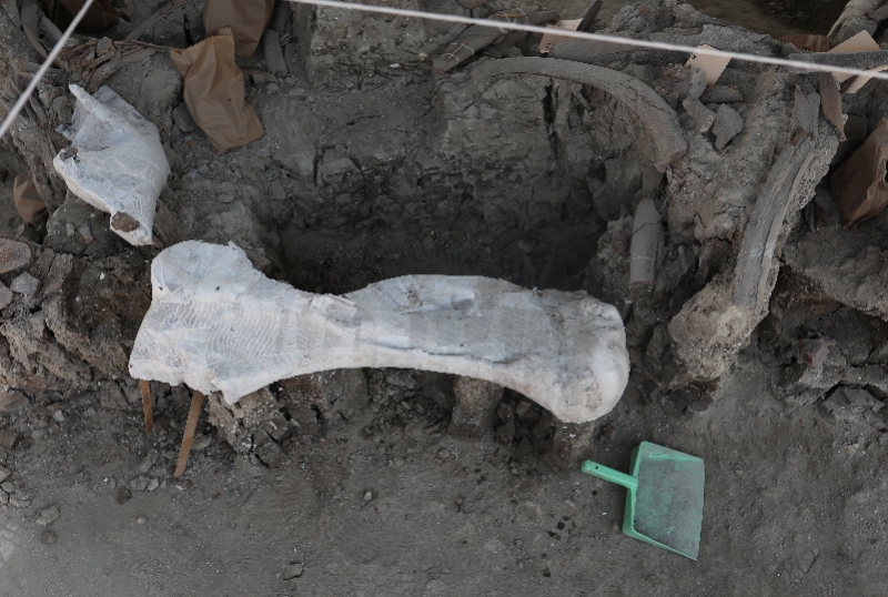 组图:墨西哥工地现场挖出数十具猛犸遗骸,或因"被困湖中"而死