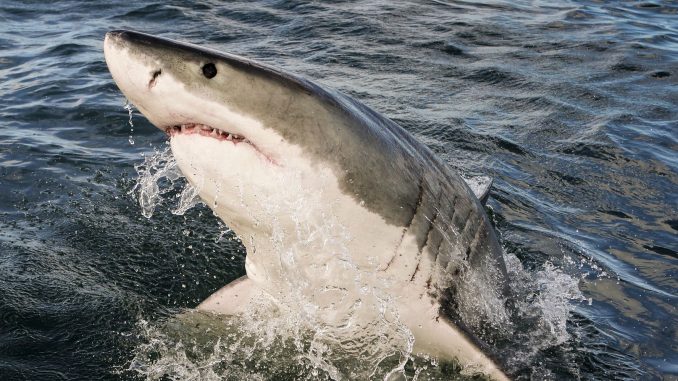 澳女子冲浪被大白鲨咬住不放,丈夫跳到鲨鱼背上徒手击退