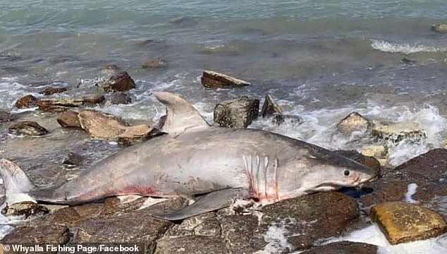 数十条鲨鱼死在澳大利亚热门旅游沙滩上,网民震惊官员忙调查