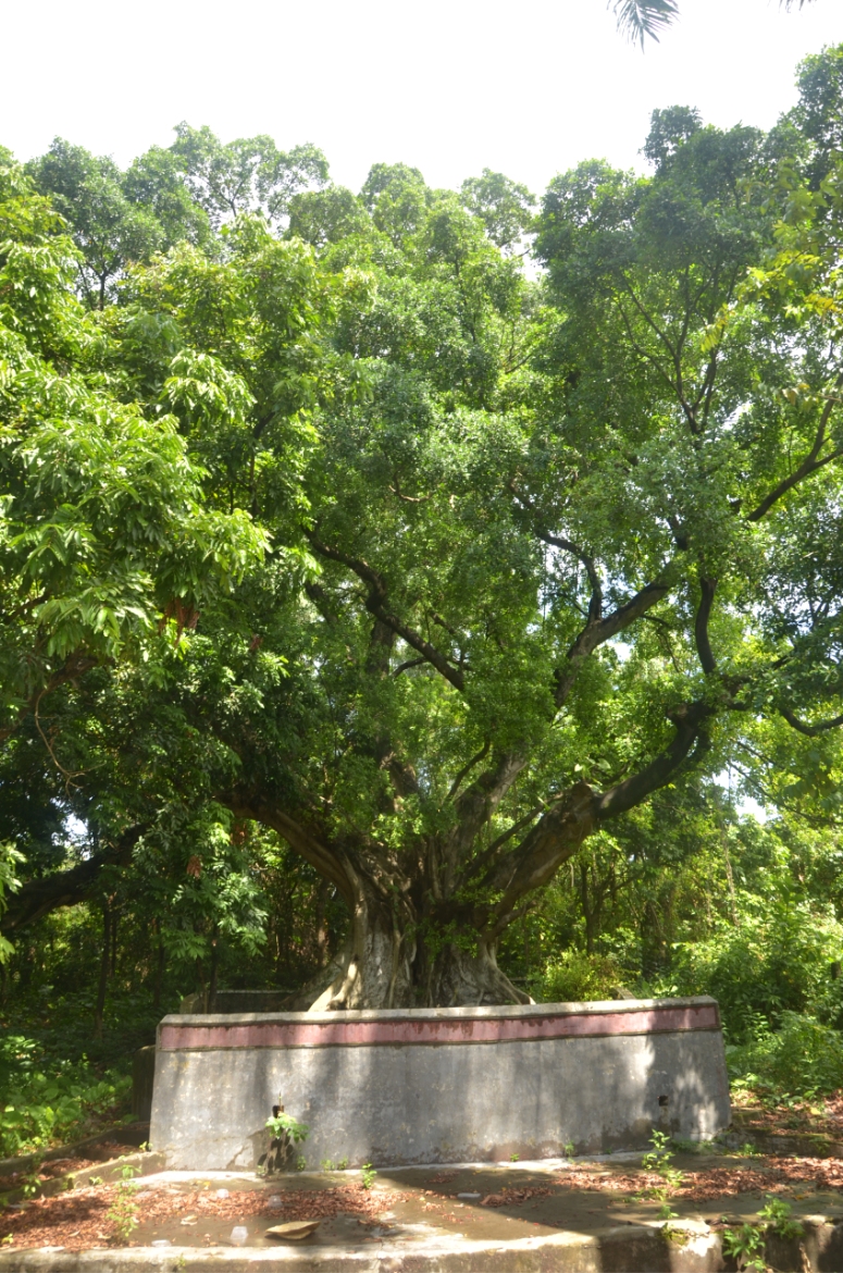 深圳坪山150棵古树体检最老的超350岁