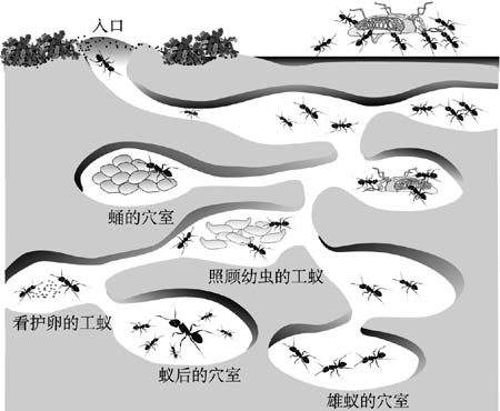 莫菲特:从蚂蚁帝国瞥见人类社会的未来