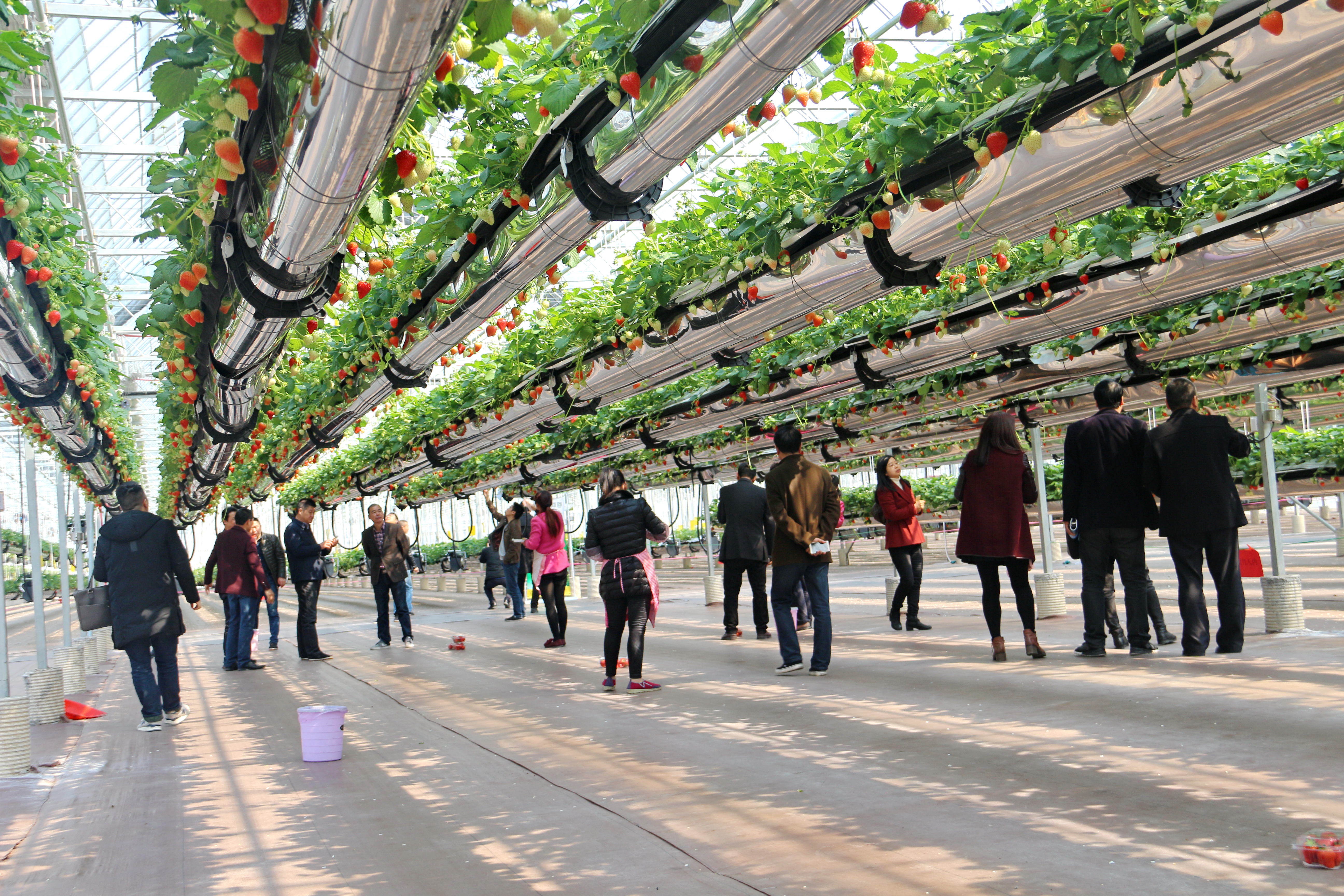 广州绿沃川农场引进韩国的"悬挂移动式栽培床技术",营造草莓立体栽培
