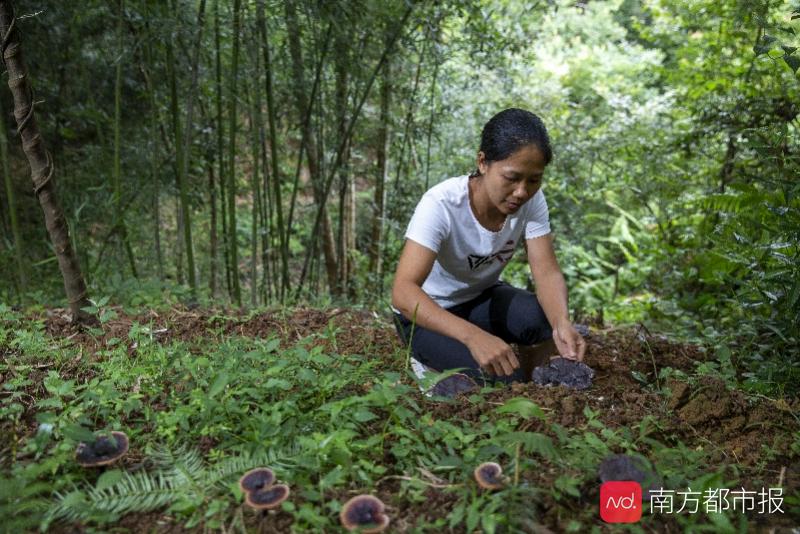 记者 黎湛均 摄园内种植了食用菌以外还种植了二十余种果树,有鹰嘴桃