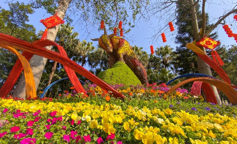 留粵過年,花城看花!廣州各大公園景區最新賞花攻略請收好