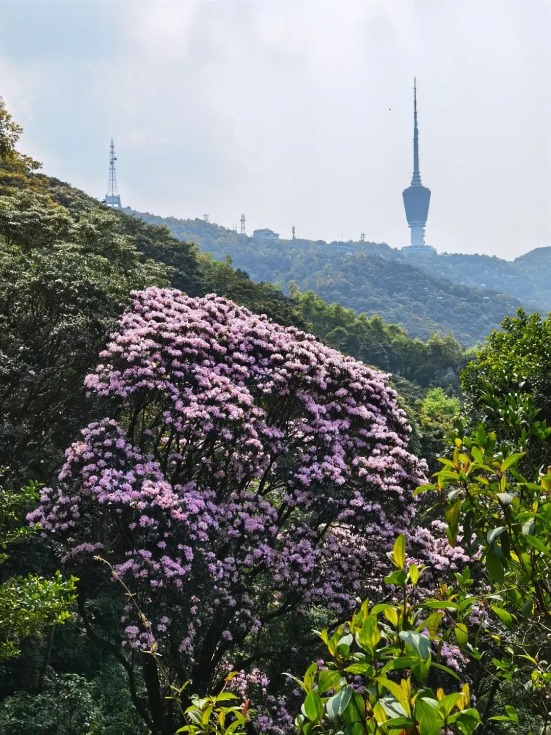 梧桐山毛棉杜鹃花海即将上线!最佳观赏期就在