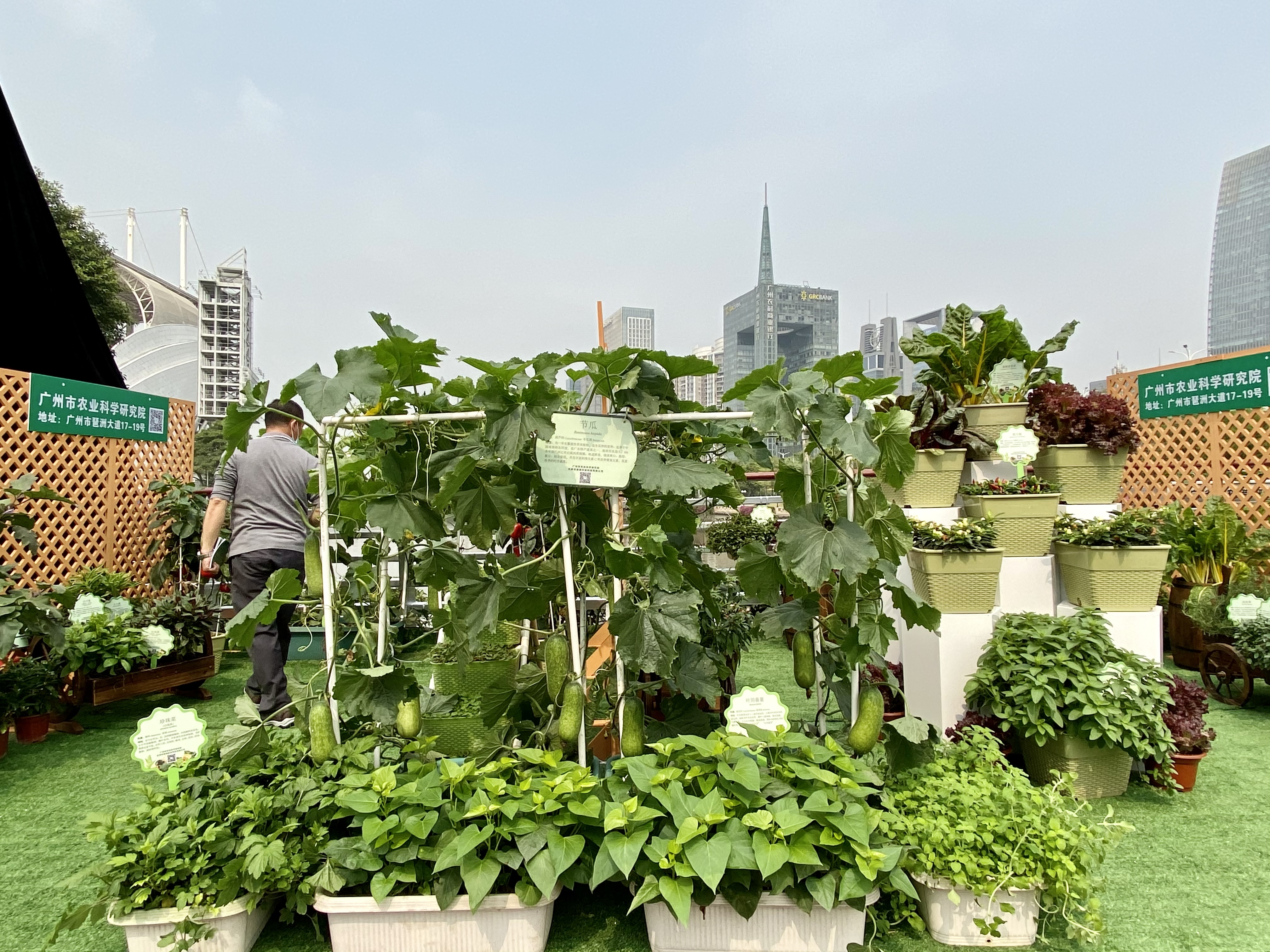 廣州全國首推城市小菜園讓家庭種菜像種花般普及