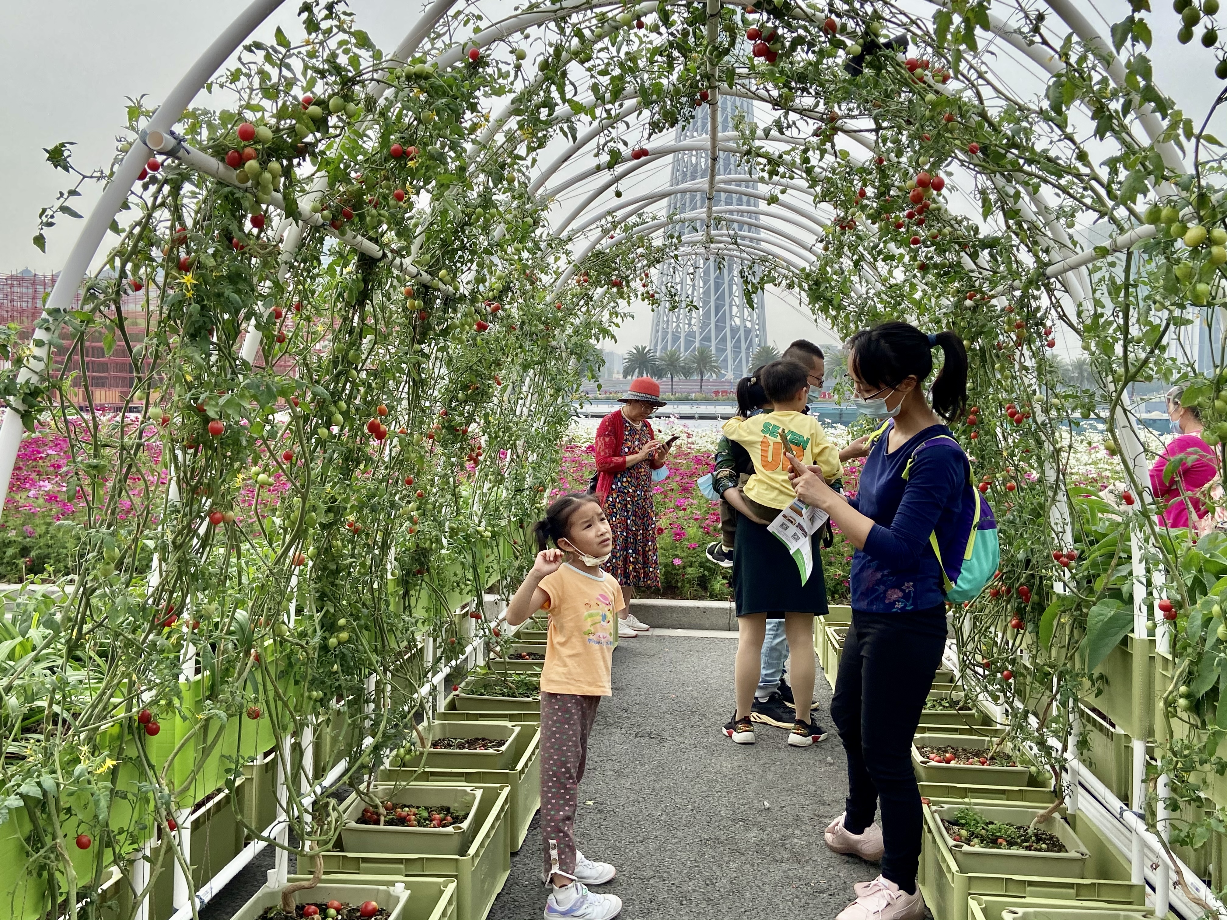 广州全国首推城市小菜园让家庭种菜像种花般普及