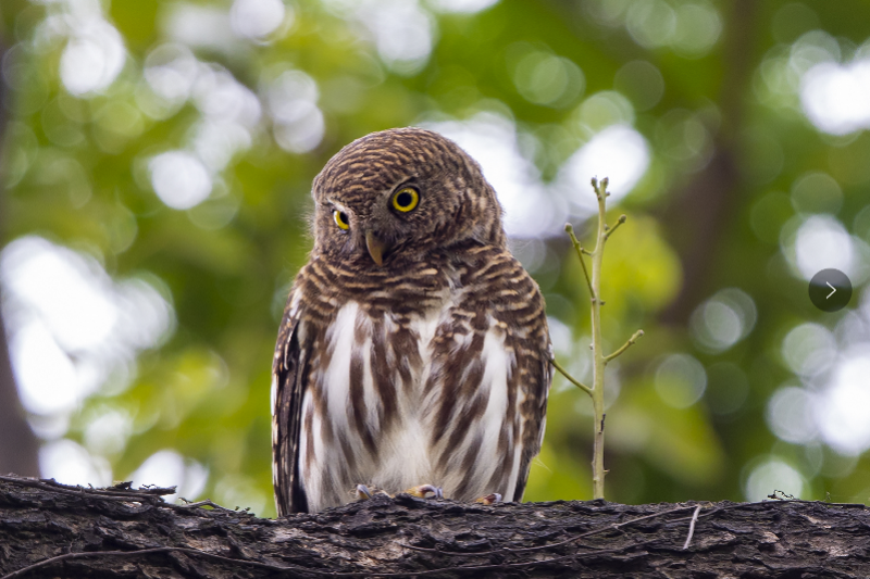 在天河公园出现的猫头鹰为斑头鸺鹠,俗称"小猫头鹰",属于广州常见的 