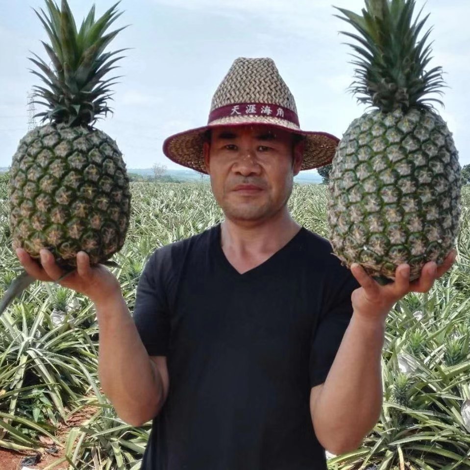 河南骑行爱好者广东种菠萝徐闻菠萝的海遍地都是钱