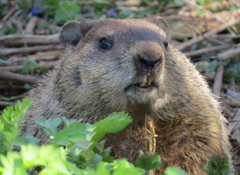 加拿大"国兽"啃断地下光缆致互联网瘫痪!原来它们正在筑坝