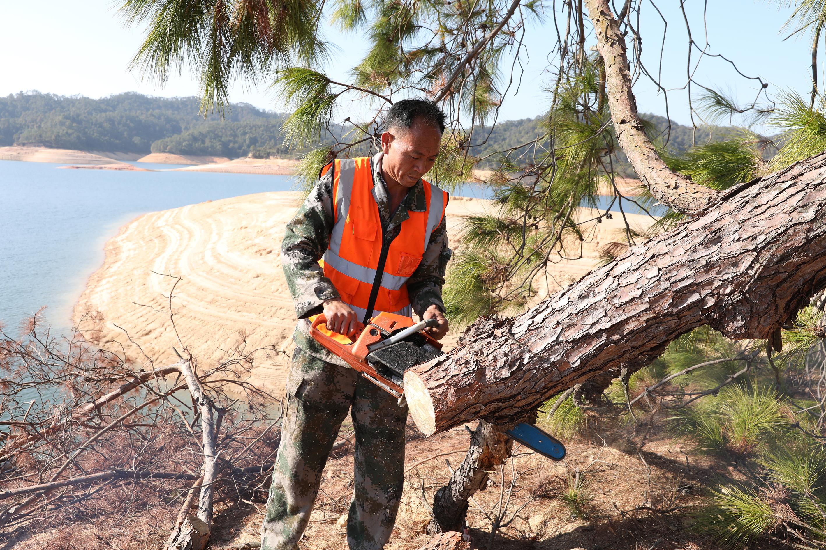广东新出台林木采伐管理办法,竹林不再纳入限额管理