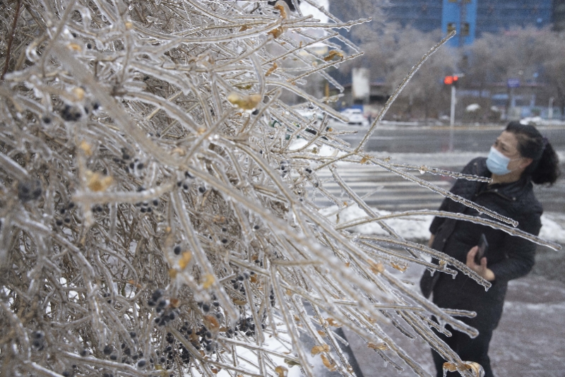 图集降雪冻雨冰城哈尔滨化解冰糖树险情