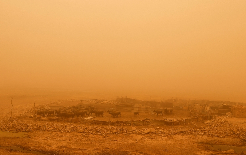 图集中东海湾地区再遭大规模沙尘暴袭击羊吃草还是吃土